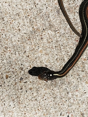 Thamnophis proximus rubrilineatus