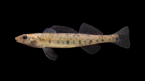 Common Logperch