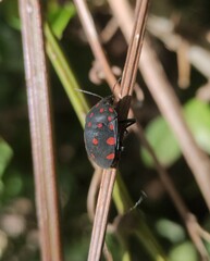 Pachycoris torridus