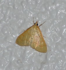 Helvibotys helvialis