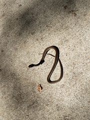 Thamnophis proximus rubrilineatus
