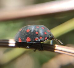 Pachycoris torridus
