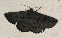 Melanodes anthracitaria