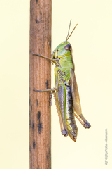 Pseudochorthippus montanus