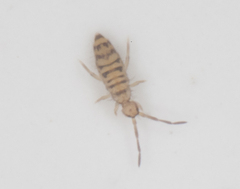 Entomobrya