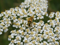 Pseudovadonia livida