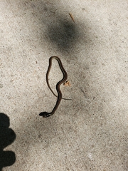 Thamnophis proximus rubrilineatus