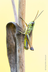 Pseudochorthippus montanus