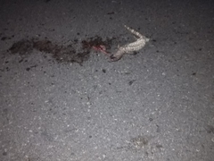 Heloderma exasperatum