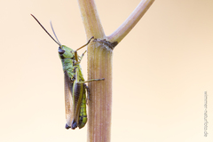 Pseudochorthippus montanus