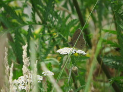 Aphantopus hyperantus