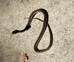 Thamnophis proximus rubrilineatus