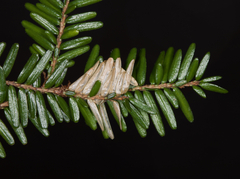 Coleotechnites macleodi