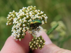 Cryptocephalus sericeus