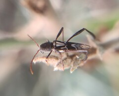 Neoclytus ypsilon
