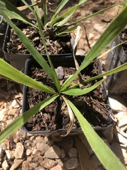 Eryngium yuccifolium