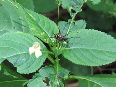Leptura quadrifasciata
