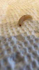 Plodia interpunctella