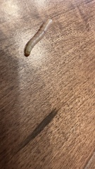 Plodia interpunctella