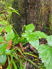 Cryptotaenia canadensis