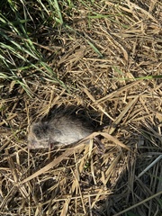 Microtus pennsylvanicus