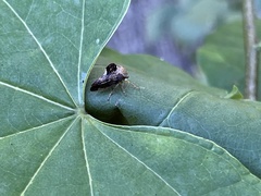 Telamona decorata