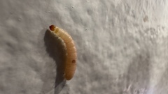 Plodia interpunctella