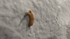 Plodia interpunctella