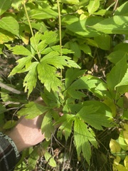 Anemone cylindrica