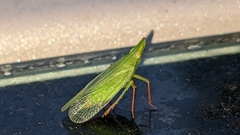 Rhynchomitra recurva