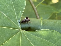 Telamona decorata