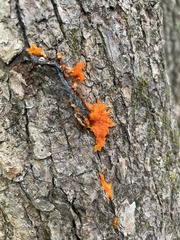 Gymnosporangium sabinae