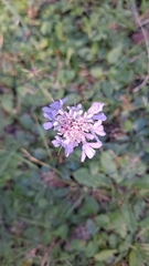 Sixalix atropurpurea