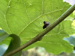 Telamona decorata