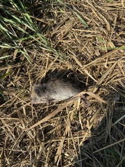 Microtus pennsylvanicus