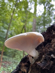 Fungi