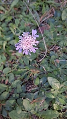 Sixalix atropurpurea