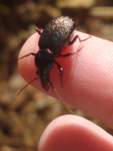 Polished Snail-eating Beetle