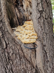 Climacodon septentrionalis