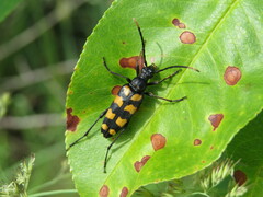 Leptura quadrifasciata