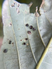 Phylloteras volutellae