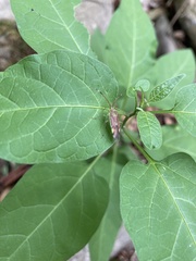 Pantilius tunicatus