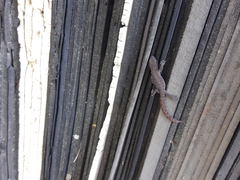 Afrogecko porphyreus