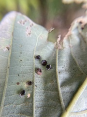 Phylloteras volutellae