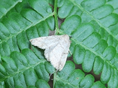 Zanclognatha pedipilalis