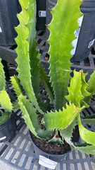 Euphorbia trigona