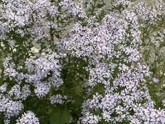 Symphyotrichum undulatum