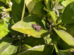 Megafreya sutrix