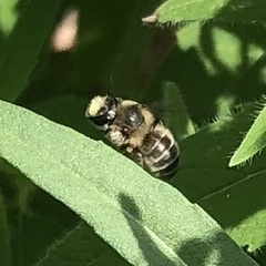 Anthophora terminalis