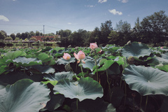 Nelumbo nucifera